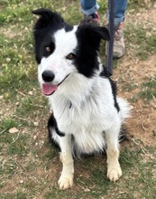YAGO, Hund, Bordercolli Mischling in Italien