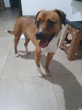 MIRO, Hund, Mischling in Rumänien