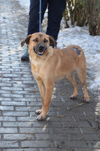 NADY, Hund, Mischlingshund in Ungarn