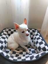 MARIO, Hund, Chihuahua in Spanien