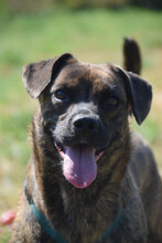 LULU, Hund, Mischlingshund in Ungarn