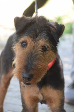 TEQUILA, Hund, Mischlingshund in Ungarn