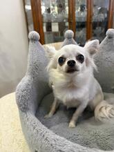 QUINI, Hund, Chihuahua in Groß-Umstadt