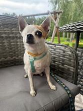 SONIA, Hund, Chihuahua in Groß-Umstadt