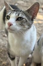 CELIA, Katze, Europäisch Kurzhaar in Spanien