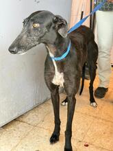 MORA, Hund, Galgo Español in Henstedt-Ulzburg
