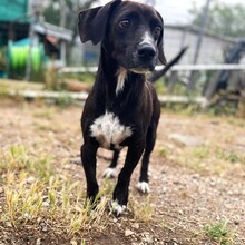 INGO, Hund, Mischlingshund in Italien