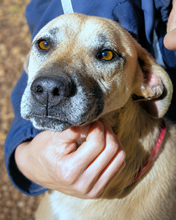 ULIETTA, Hund, Mischling in Italien