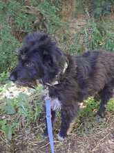 LÖRIN, Hund, Mischlingshund in Ungarn