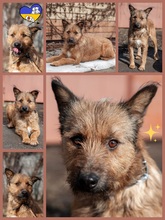 BARWA, Hund, Drahthaariger Mischlingshund in Ukraine