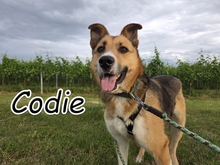 CODIE, Hund, Mischlingshund in Essingen