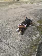 BETTY, Hund, Mischlingshund in Rumänien