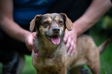 MOYO, Hund, Dackel-Mix in Ungarn