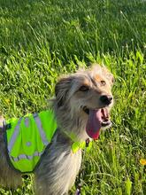 ZAYA, Hund, Mischlingshund in Spanien