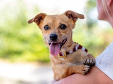 JINGLES, Hund, Mischlingshund in Zorneding
