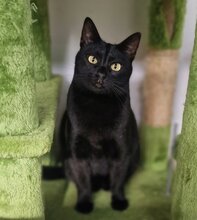 DAISY, Katze, Europäisch Kurzhaar in München