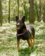 WINSTON, Hund, Mischlingshund in Russische Föderation