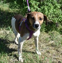 MANNA, Hund, Mischlingshund in Ungarn