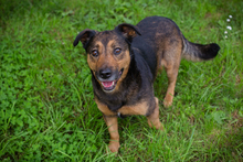 LOLA, Hund, Mischlingshund in Kroatien