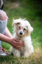 KESSIA, Hund, Malteser in Ungarn