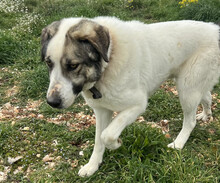 DIAS, Hund, Mischlingshund in Griechenland