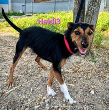 HEIDI3, Hund, Mischlingshund in Spanien