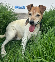 MAX5, Hund, Mischlingshund in Spanien