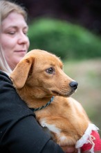 AREZZO, Hund, Labrador-Mix in Ungarn