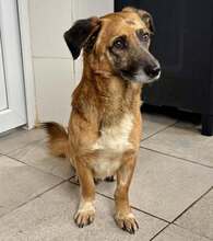 FIETE, Hund, Mischlingshund in Rumänien