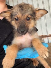 KRÜMEL, Hund, Mischlingshund in Pottenstein
