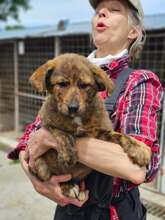 TONIA, Hund, Mischlingshund in Rumänien