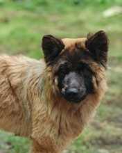 KHALEESI, Hund, Eurasier-Mix in Italien