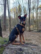 COTE, Hund, Pinschermischling in Seevetal