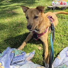 VERONICA, Hund, Mischlingshund in Bergen