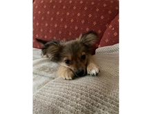 CESPAR, Hund, Mischlingshund in Hamburg