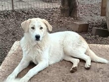 LIZA, Hund, Mischlingshund in Griechenland