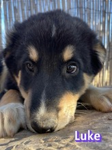 LUKE, Hund, Mischlingshund in Griechenland