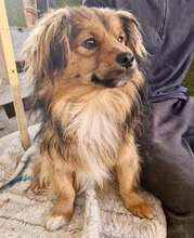 CINO, Hund, Mischlingshund in Rumänien