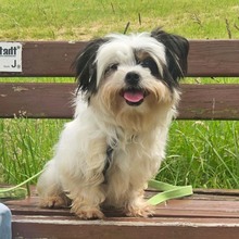 MILO, Hund, Malteser in Hilchenbach