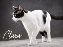 CLARA, Katze, Europäisch Kurzhaar in Portugal
