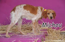 MICHOU, Hund, Epagneul Breton in Spanien