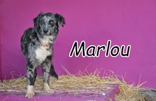 MARLOU, Hund, Mischlingshund in Spanien