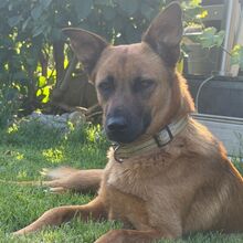 STELLA, Hund, Schäferhundmischling in Rosbach