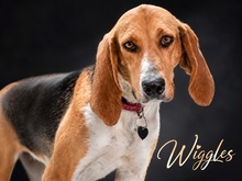 WRIGGLES, Hund, Anglo-Francais in Portugal