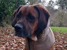 FUSCO, Hund, Schweißhund-Mix in Spanien