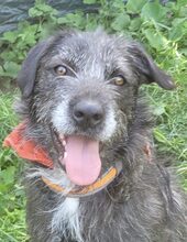 LEAH, Hund, Mischlingshund in Rumänien