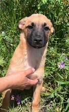 LONDON, Hund, Mischlingshund mittel in Bulgarien
