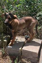 DUBLIN, Hund, Mischlingshund mittel in Bulgarien