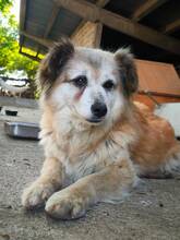 FOXY, Hund, Mischlingshund in Rumänien