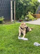 FINDUS, Hund, Mischlingshund in Linnich